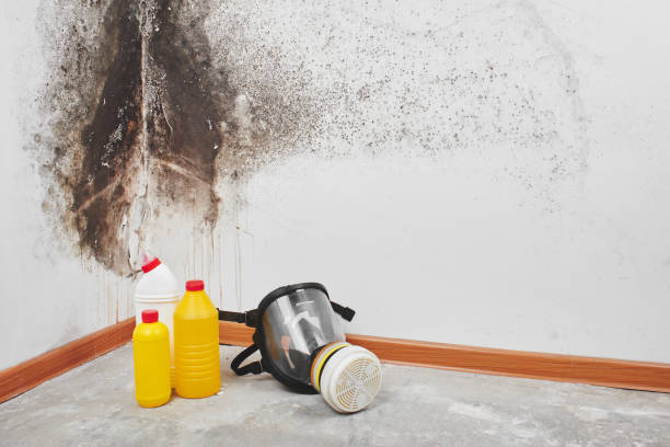 Best Mold Damage Repair  in Brunswick, MD