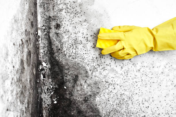 Best Toxic Mold Removal  in Brunswick, MD