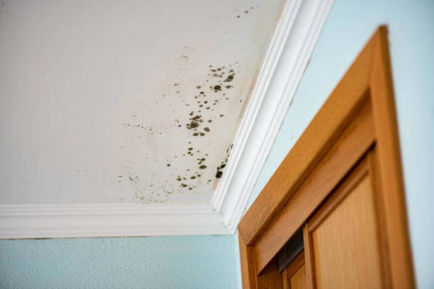 Professional Mold Removal in Brunswick, MD