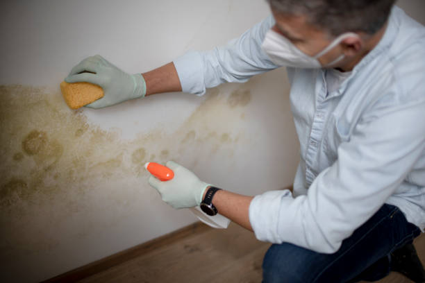 Best Mold Removal and Inspection  in Brunswick, MD