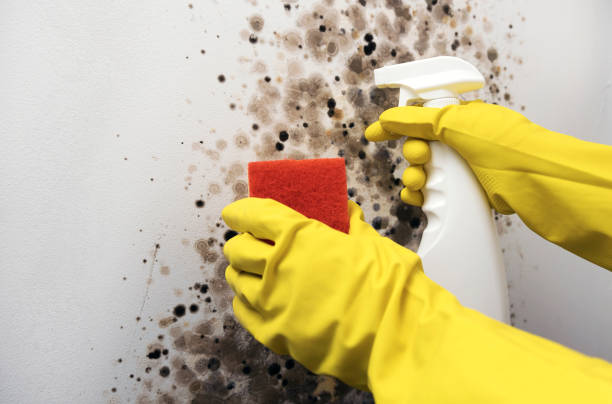 Best Professional Mold Removal  in Brunswick, MD