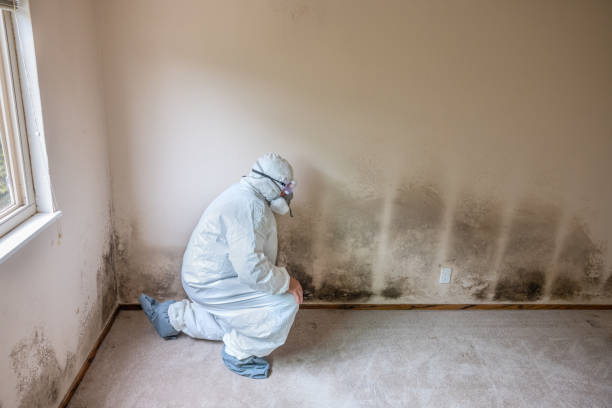 Best Mold Damage Repair  in Brunswick, MD