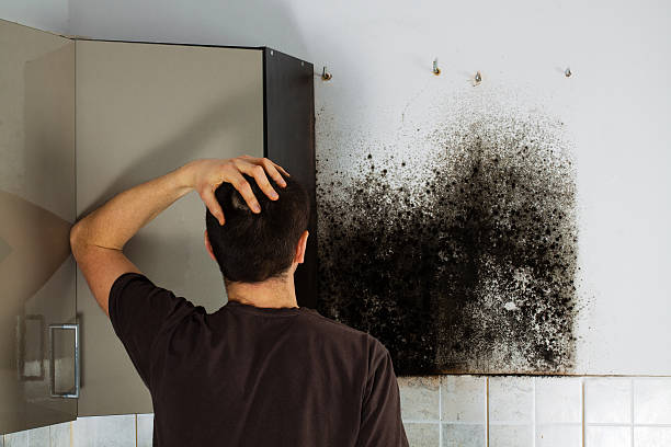 Best Home Mold Removal  in Brunswick, MD