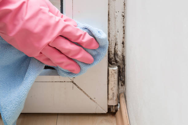 Home Mold Removal in Brunswick, MD