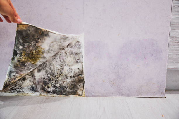 Best Mold Cleaning Services  in Brunswick, MD
